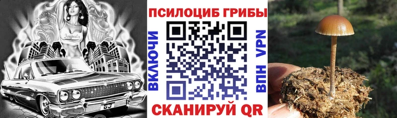 как найти   Медынь  Псилоцибиновые грибы GOLDEN TEACHER 